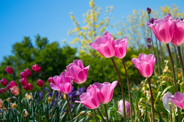 Beautiful tulip flower garden blooming with wildflowers and blue sky. Spring flowers, mothers day