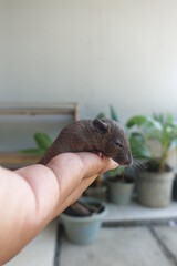 baby mice in the palm of a hand
