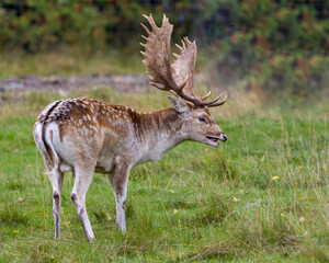 Naklejka na ściany i meble Deer Stock Photo and Image. Deer Fallow close-up side profile in the field with a blur background in its environment and habitat surrounding displaying big antlers.