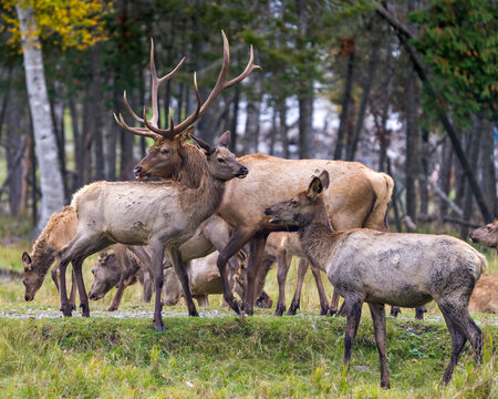 Elk Stock Photo and Image. Male Elk protecting its herd female cow in their environment and habitat surrounding. Portrait,