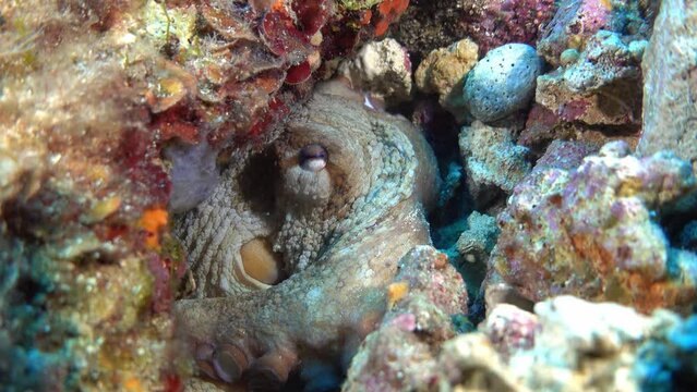 Quiet octopus hidden in its hole - Scuba diving in Majorca
