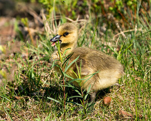 Naklejka na ściany i meble Canada Goose Photo. Canadian baby gosling close-up profile view resting on grass in its environment and habitat with a open beak.Canada Goose Image. Picture. Portrait. Photo.