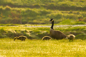 Mother goose with goslings just hatched in meadow on sunny morning 