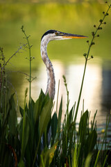 Heron pokes head through reeds