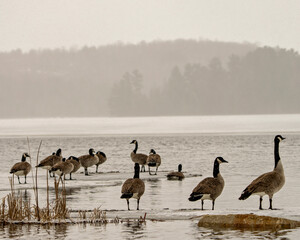 Obraz na płótnie Canvas Canada Geese Photo and Image. Springtime with fog scenery background in their environment and habitat surrounding. Goose.