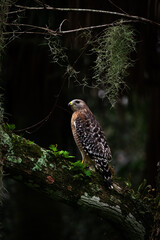 Hawk perched on mossy oak branch