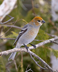 Pine Grosbeak Photo and Image. Female close-up profile view perched on branch with a blur forest background in its environment and habitat surrounding. Grosbeak Portrait. Picture.