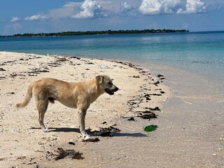 dog on the beach
