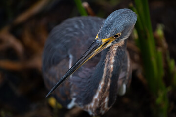 Tri-colored heron searching for food in swamp
