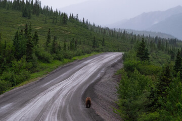 Grizzly bear walking down the road in Denali National Park