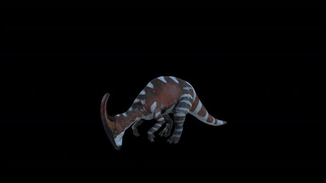 Parasaurolophus Dinosaur Eating , Animation.Full HD 1920&times;1080. 08 Second Long.Transparent Alpha Video. LOOP.