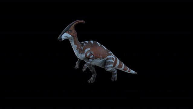 Parasaurolophus Dinosaur Walking, Animation.Full HD 1920&times;1080. 11 Second Long.Transparent Alpha Video. LOOP.