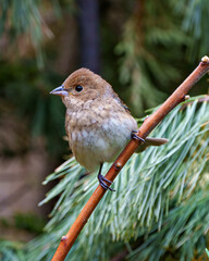 House Brown Sparrow Photo and Image.  Close-up perched on a branch with a blur coniferous background  in its environment and habitat surrounding. Coniferous trees.