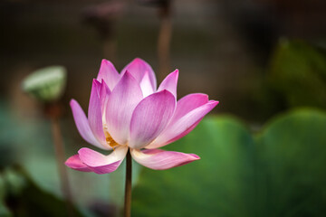 Pink Lotus or Water Lily in the pond