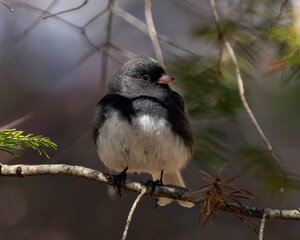 Junco Dark-eyed Photo and Image. Male perched on a branch displaying grey feather plumage, head, eye, beak, feet, with a blur background in its environment and habitat surrounding.