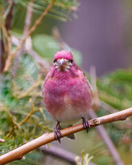 Purple Finch Photo and Image. Finch male close-up front profile view looking at camera, displaying red colour plumage with a blur coniferous forest background in its habitat surrounding.