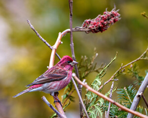 Purple Finch Photo and Image. Finch male close-up profile view, perched on a stag horn branch displaying red colour plumage with a blur coniferous forest background in its environment and habitat.