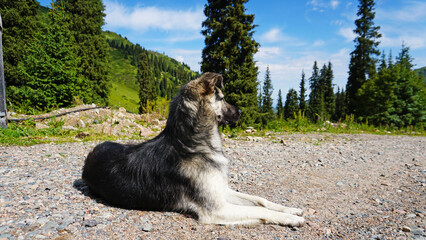 The dog is lying on a path in the woods. Mountainous terrain, green meadows and coniferous trees. Blue sky. The dog looks into the distance, waiting for the owner. Smart dog look.