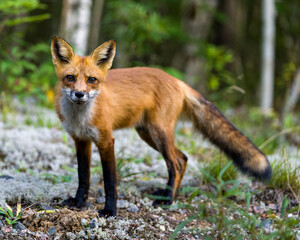 Red Fox Stock Photo and Image. Close-up profile view with blur forest and birch trees background in its environment and habitat surrounding and looking at camera. Fox Picture.