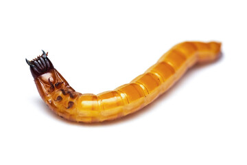 Wireworm or Beatles shit larva (Elateridae), highlighted on a white background. A high-resolution photo. Full depth of field. isolated on white - obrazy, fototapety, plakaty