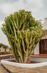 Euphorbia canariensis
