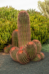 ferocactus pilosus