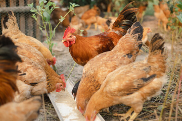 Chicken on an organic farm. freely grazing on a meadow. Organic farming, back to nature concept, Chicken on green grass, Beautiful rooster and hen on green village courtyard.