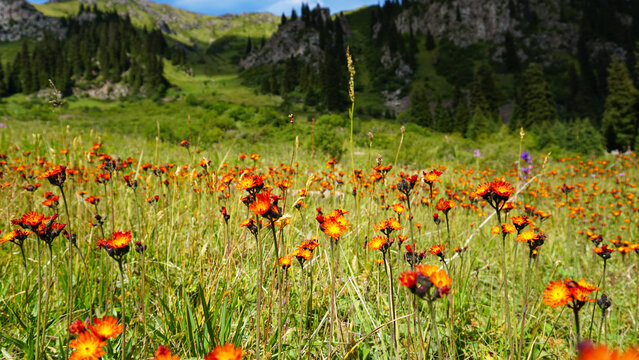 Orange-red flowers grow in a green field. A large field of flowers in the mountains. In some places there are purple flowers. There are small stones, and in the distance you can see coniferous trees.