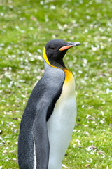 Portrait of a King Penguin on the Falkland Islands.