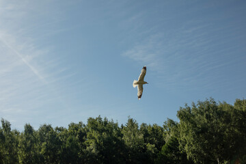 Seagull flies across sky. Flight of bird. Details of life in nature.