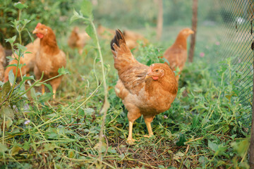 Chicken on an organic farm. freely grazing on a meadow. Organic farming, back to nature concept, Chicken on green grass, Beautiful rooster and hen on green village courtyard.