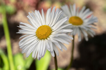 Macro photo of nature white daisy flower. Background texture of a fluffy blooming camomile flower...