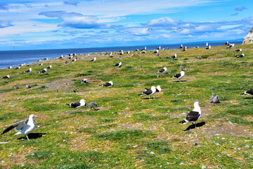 Kelp Gull Rookery on Magdalena Island, Chili.