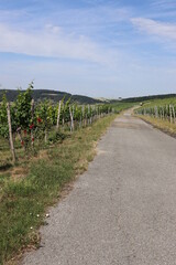 Fototapeta na wymiar Weinberg bei Tauberrettersheim im Juni Wein Reben Frankenwein