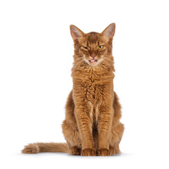 Handsome young sorrel Somali cat kitten, sitting up facing front. Looking towards camera with crazy expression and tongue out. Isolated on a white background.
