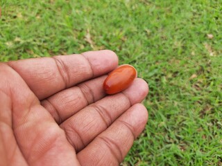 Ripe Phoenix dactylifera fruit. Its other names  date or date palm, It is a flowering plant species in the palm family, Arecaceae. cultivated for its edible sweet fruit called dates.