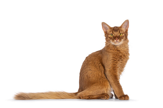 Handsome young sorrel Somali cat kitten, sitting side ways. Looking towards camera, isolated on a white background.