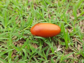 Ripe Phoenix dactylifera fruit. Its other names  date or date palm, It is a flowering plant species in the palm family, Arecaceae. cultivated for its edible sweet fruit called dates.
