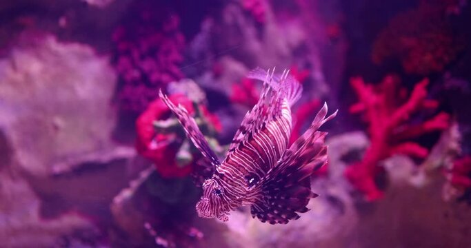 Underwater world corals and beautiful zebra fish