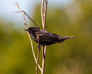 Red-Winged Blackbird Photo and Image.