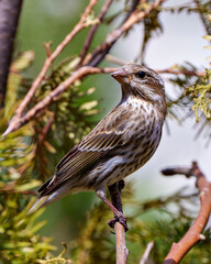 Sparrow Stock Photo and Image. Song Sparrow perched on a coniferous branch with a blur background in its environment and habitat surrounding, displaying brown feather plumage.