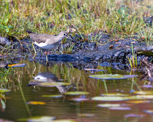 Sandpiper Bird Stock Photo and Image.  Walking by the water with a reflection on water n a marsh with water lily pads and a blur background in its environment and habitat surrounding.