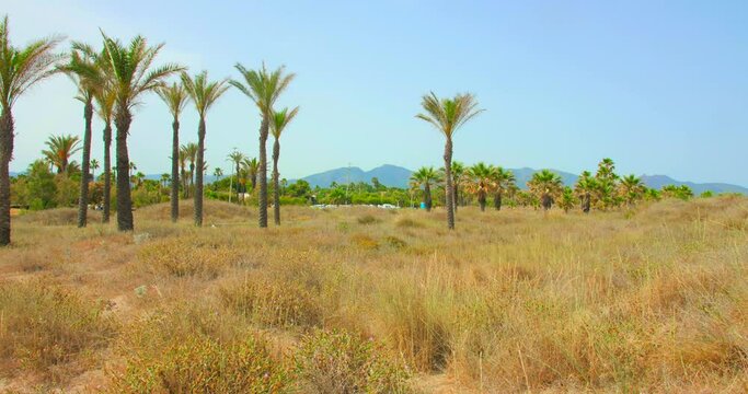 Palm Trees Park At Playa El Pinar Beach In Grao de Castellon Of Spain. Wide Shot
