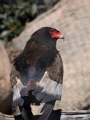 Bateleur Eagle in a net