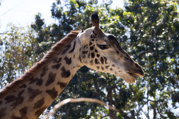 Giraffe with spots