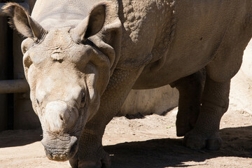 Fototapeta premium Rhinoceros in the sunshine
