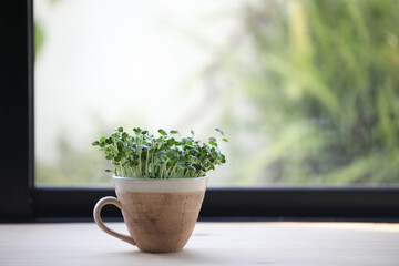 Kaiware sprouted daikon radish growing in coffee cup on wooden table in front of window