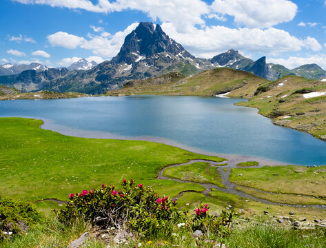 Flowers on Lake Gentau, Lakes of Ayous with Mount Middi d Ossau, Pyrenees National Park, France