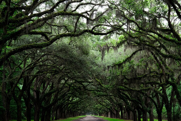Fototapeta premium Old oak trees line street in Savannah, Georgia