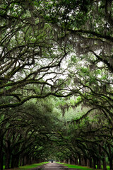 Old oak trees line street in Savannah, Georgia
